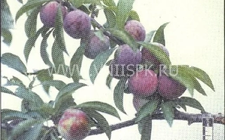 Маньчжурська красуня