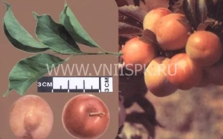 Знахідка Бурятії