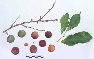 Незнакомка