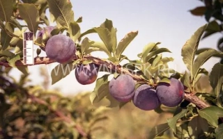 Памяти Путова