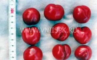 Пирамидальная