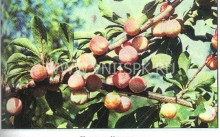 Подарок Чемала