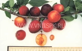 Подарок Приморью