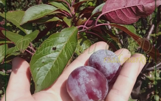 Приморочка