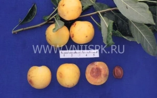 Рассвет ранний