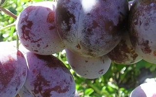 Слива Ренклод Карбышева на ветке