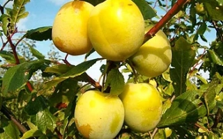 Ренклод зеленый 