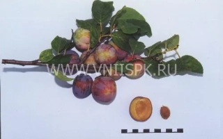 Россошанская крупноплодная