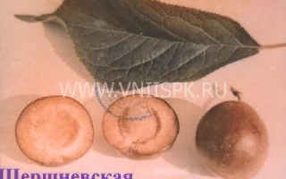 Шершневская