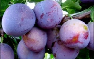 Оригинальная