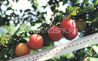 Скороплодная