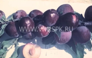 Сувенир Востока