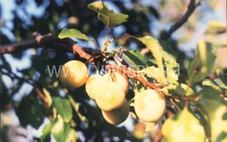 Татарська жовта