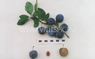 Тіньковська голубка