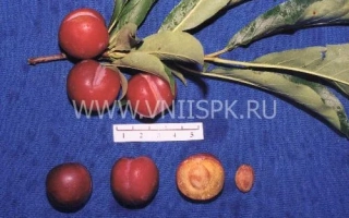 Тихоокеанская