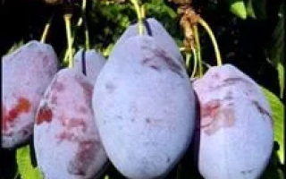 Слива сорта Трудивниця Млиева на ветке