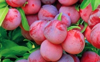 Уральские Зори