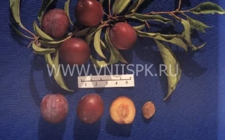 Урожайная дальневосточная