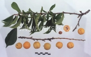 Ваулинська