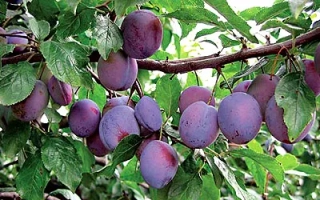 Венгерка Итальянская 