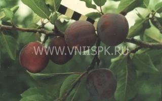 Слива Зарічна рання на гілці з листям