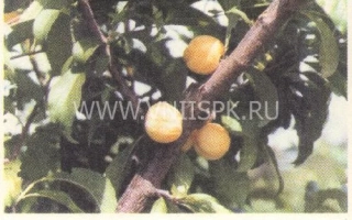 Жовта Хопті