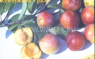 Перлина Уралу