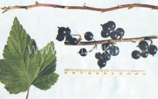 Александрина