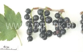 Алтайская поздняя