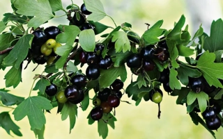 Барнаульская