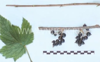 Белорусская сладкая