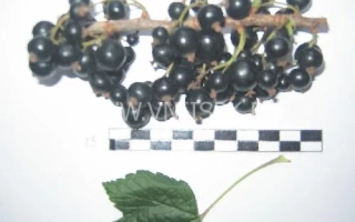 Бычковская