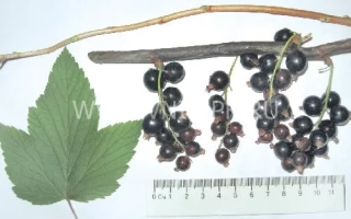 Чёрный жемчуг