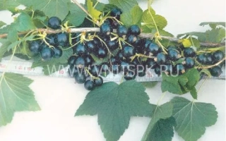 Дашковская