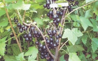 Куст смородины с ягодами сорта Дебрянск