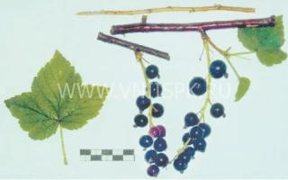 Черная смородина с ягодами, листом и веткой - Длиннокистная