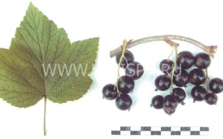 Черная смородина на ветке с листом и линейкой для масштаба - Дочь дружной