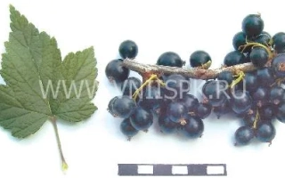 Черная смородина с листом и линейкой для масштаба - Дубровская