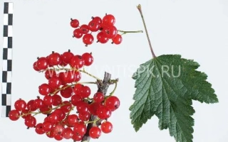 Голландская красная (Hollandische Rote, Prins Albert)