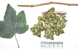 Изумрудное ожерелье