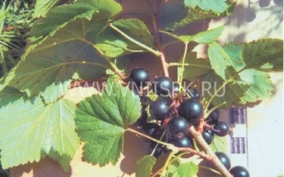 Ленинградский великан