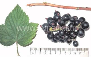 Маленький принц