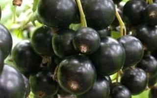 Blackcurrant Variety 'Pam'yat Pravika' / 'Pam'yat Praviku'