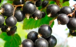 Памяти Кухарского