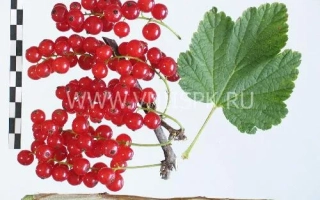 Подарок Лета