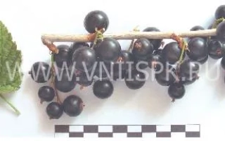 Шаровидная