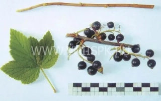 Сладкоплодная