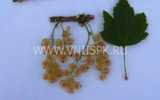 Смольяниновская (Белая Смольяниновой)