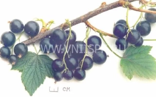 Ветка смородины с ягодами и листьями - Добрыня