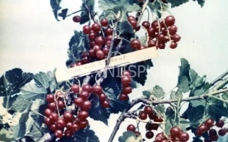 Уральский сувенир